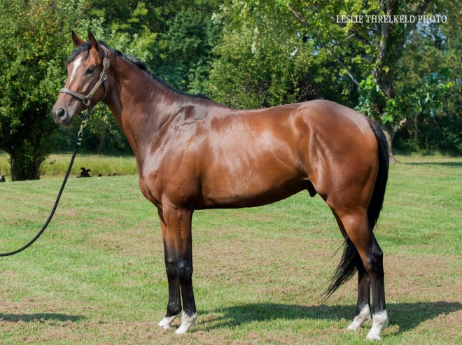 For Sale - Wing Tip Shoes