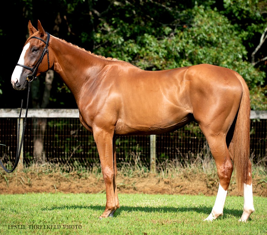 LKFVinnyCONFORMLEFT2018-1988-XL